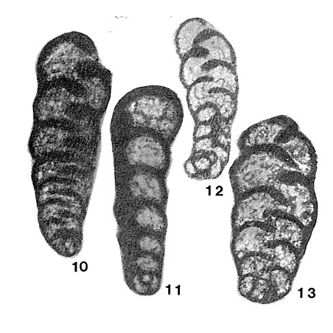 Palaeospiroplectammina tchernyshinensis (Lipina, 1948)
