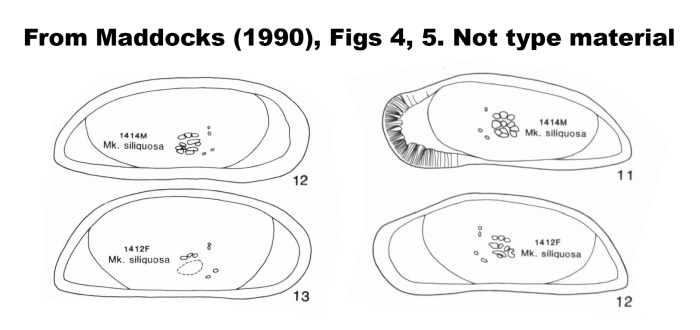 Macromkenziea siliquosa (Brady, 1886), figures from Maddocks,1990, Figs 4, 5