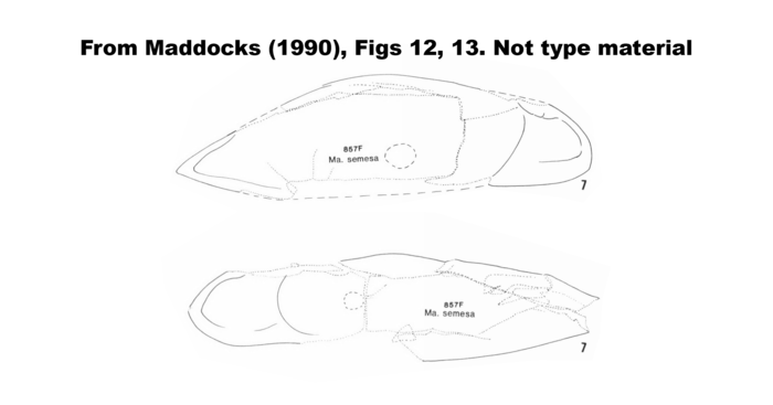 Macrocypria semesa Maddocks, 1990, figures from Maddocks, 1990, Figs 12,13