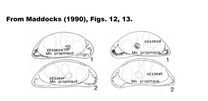 Macrocyprina propinqua Triebel, 1960, figures the type material re-studied by Maddocks, 1990, Figs 16,17