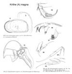 Profundocythere magna Hartmann, 1986 (Hartmann, 1986)