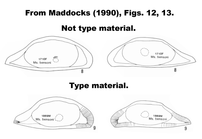 Macrosarisa bensoni Maddocks, 1990, figures from Maddocks, 1990, Figs 12,13