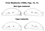 Macroscapha atlantica Maddocks, 1990, figures from Maddocks,1990, Figs 12,13