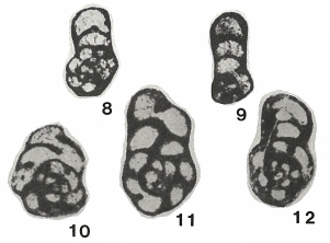 Spiroplectammina nana Lipina, 1955 Spiroplectammina nana Lipina, 1955