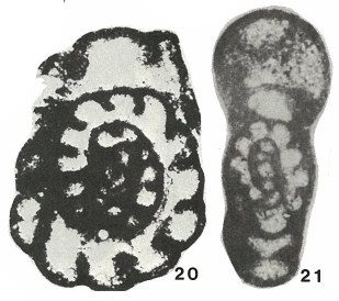 Elergella simakovi Conil, 1984 Elergella simakovi Conil, 1984