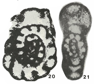 Elergella simakovi Conil, 1984