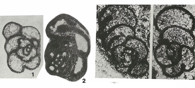 Spiroplectammina mirabilis Lipina, 1948