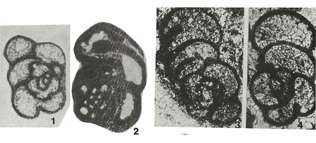 Spiroplectammina mirabilis Lipina, 1948 Spiroplectammina mirabilis Lipina, 1948