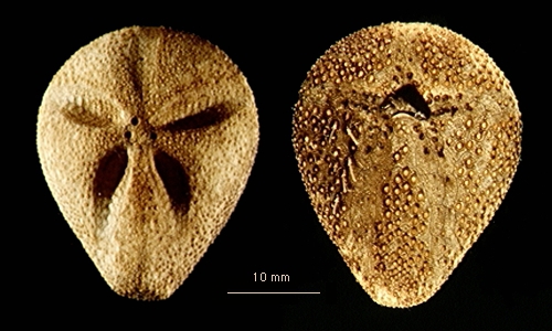 Abatus beatriceae Abatus beatriceae
