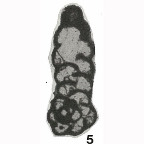 Endospiroplectammina venusta (Vdovenko, 1954) Endospiroplectammina venusta (Vdovenko, 1954)
