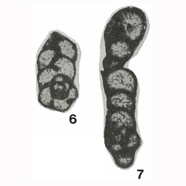 Endospiroplectammina venusta (Vdovenko, 1954) Endospiroplectammina venusta (Vdovenko, 1954)