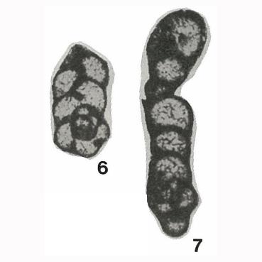 Endospiroplectammina venusta (Vdovenko, 1954)