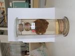 Holotype jar MNHN DT-756