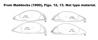 Macrocypria sarsi (Mler, 1912), figures from Maddocks, 1990, Figs 12,13