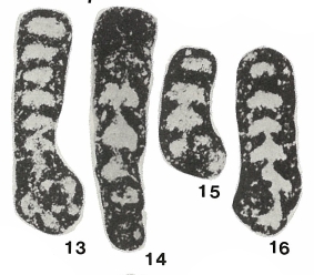 Granuliferelloides jasperensis Mckay & Green, 1963 Granuliferelloides jasperensis Mckay & Green, 1963