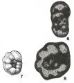 Chromista - Foraminifera (foraminifers)