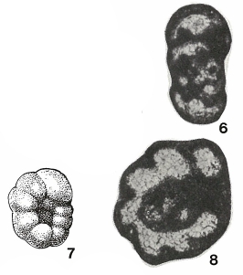 Endothyra bella Chernysheva, 1952