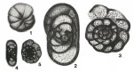 Endothyra parva Möller, 1879
