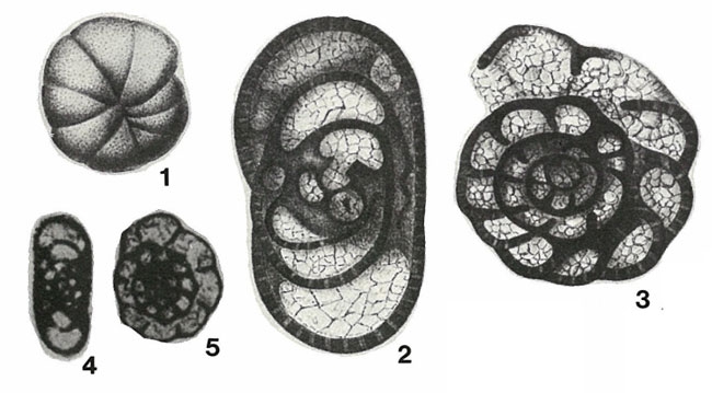 Endothyra parva Möller, 1879 Endothyra parva Möller, 1879