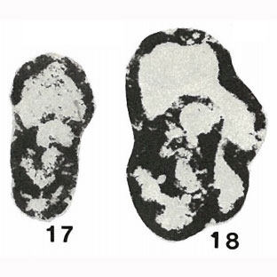 Granuliferella granulosa Zeller, 1957 Granuliferella granulosa Zeller, 1957