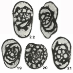 Chromista - Foraminifera (foraminifers)