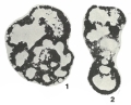 Chromista - Foraminifera (foraminifers)