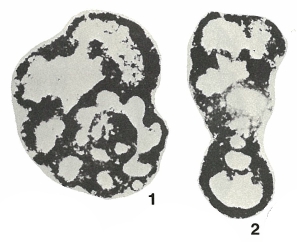 Rhodesina avonensis Conil & Longerstaey, 1980