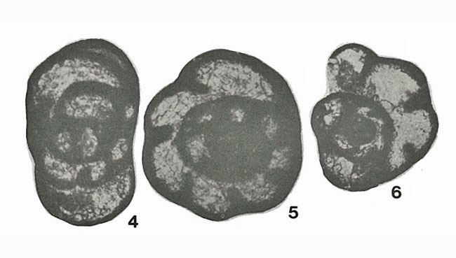 Endothyra latispiralis f. typica Lipina, 1955 Endothyra latispiralis f. typica Lipina, 1955