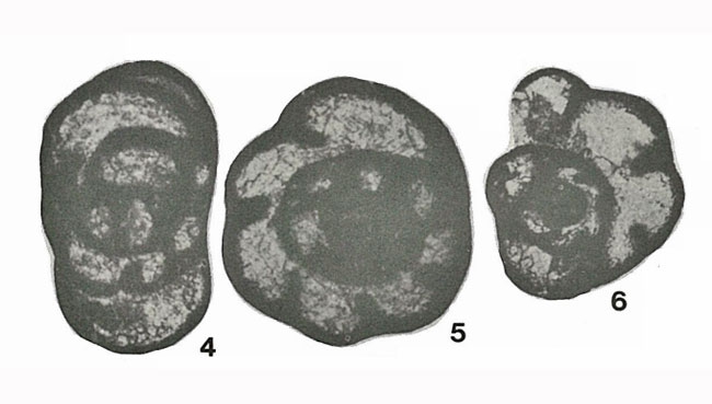 Endothyra latispiralis f. typica Lipina, 1955