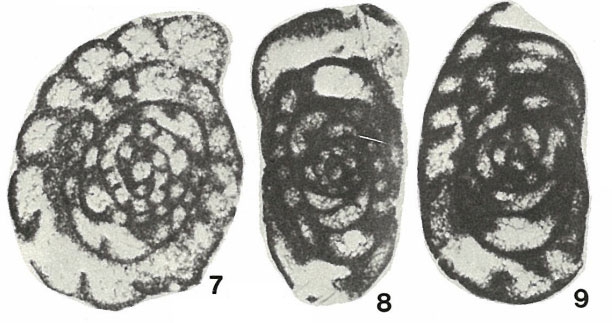 Lysella gadukensis Bozorgnia, 1973 Lysella gadukensis Bozorgnia, 1973
