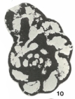 Melatolla whitfieldensis Strank, 1983
