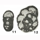 Planoendothyra kharaulakhensis Bogush & Yuferev, 1966