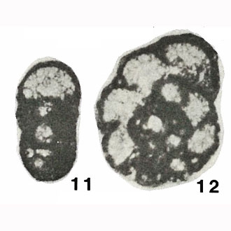 Planoendothyra kharaulakhensis Bogush & Yuferev, 1966 Planoendothyra kharaulakhensis Bogush & Yuferev, 1966