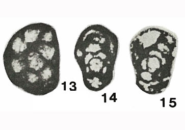 Paradainella (Neoparadainella) primordialis Vdovenko, 1973 Paradainella (Neoparadainella) primordialis Vdovenko, 1973