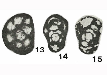 Paradainella (Neoparadainella) primordialis Vdovenko, 1973