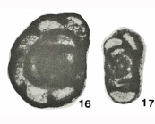 Endothyra globulus var. parva Chernysheva, 1948