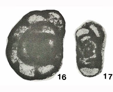 Endothyra globulus var. parva Chernysheva, 1948 Endothyra globulus var. parva Chernysheva, 1948