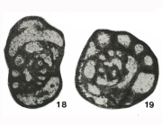 Paradainella dainelliformis Brazhnikova & Vdovenko, 1971