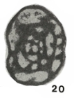 Paradainella dainelliformis Brazhnikova & Vdovenko, 1971