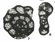 Endothyra aljutovica Reitlinger, 1950