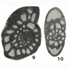 Quasiendothyra nibelis Durkina, 1959