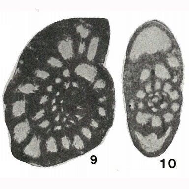 Quasiendothyra nibelis Durkina, 1959 Quasiendothyra nibelis Durkina, 1959