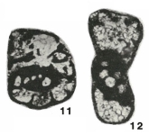 Endothyra (Rectoendothyra) donbassica Brazhnikova, 1983, author: Le Coze, François