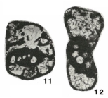 Endothyra (Rectoendothyra) donbassica Brazhnikova, 1983