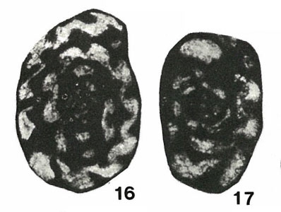 Endothyra costifera Grozdilova & Lebedeva, 1954 Endothyra costifera Grozdilova & Lebedeva, 1954