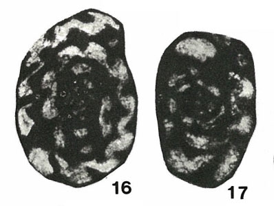 Endothyra costifera Grozdilova & Lebedeva, 1954