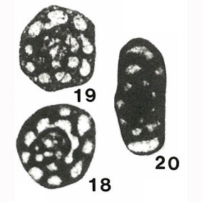 Endothyra inflata Lipina in Lebedeva, 1954 Endothyra inflata Lipina in Lebedeva, 1954