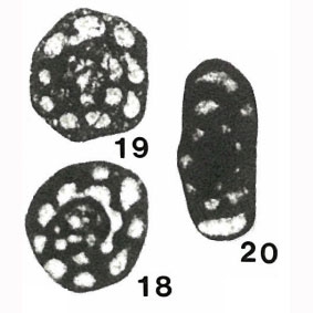 Endothyra inflata Lipina in Lebedeva, 1954