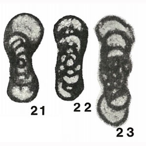 Quasiendothyra urbana Malakhova, 1954