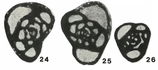 Endothyra subrotunda Malakhova, 1956